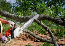 How Our Tree Care Process Works  in St John, KS